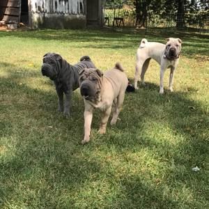 Meet your Posher, Allen